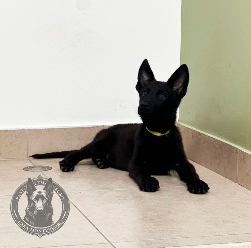 cachorro pastor aleman negro