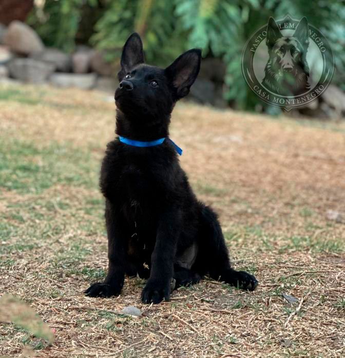 cachorro pastor aleman negro