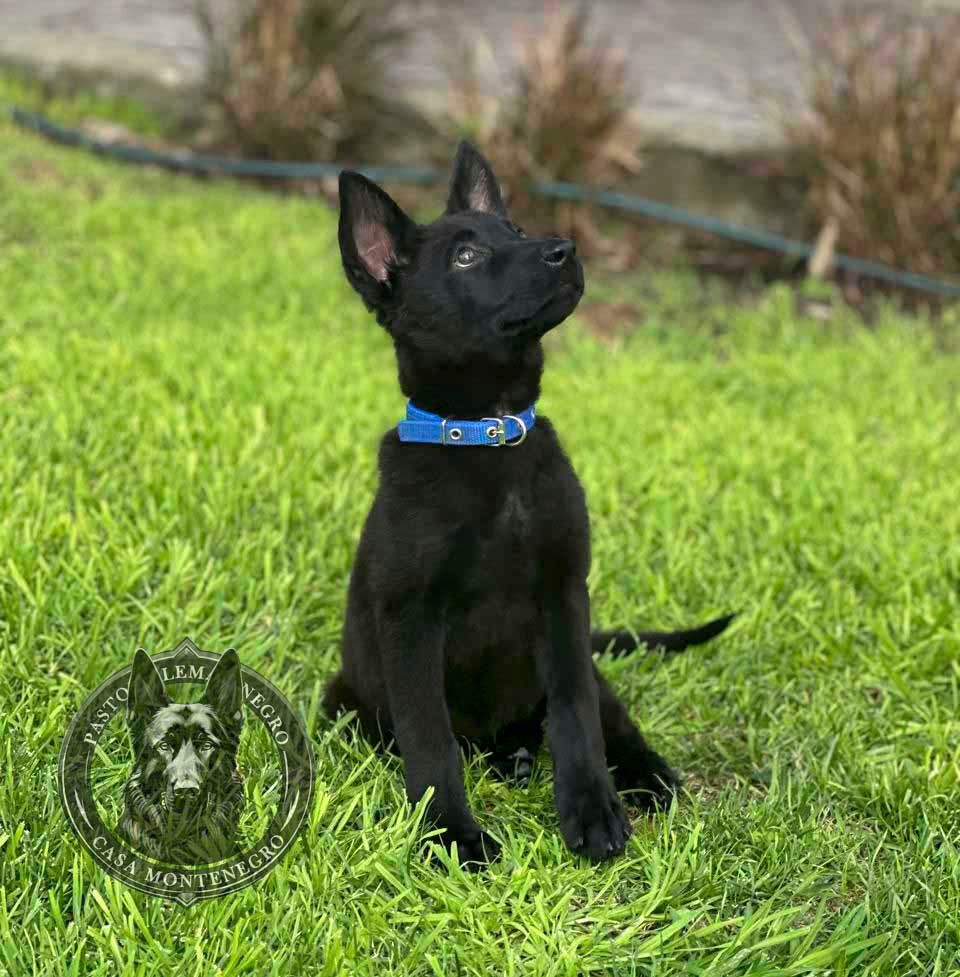 cachorro pastor aleman negro