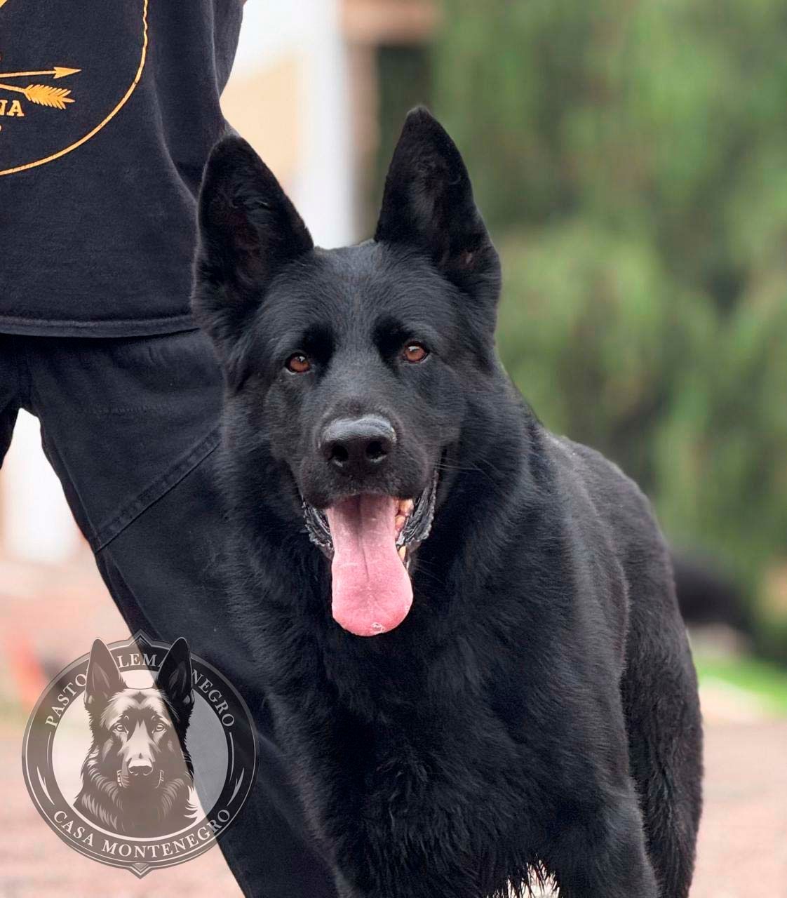perros pastor aleman negros en venta