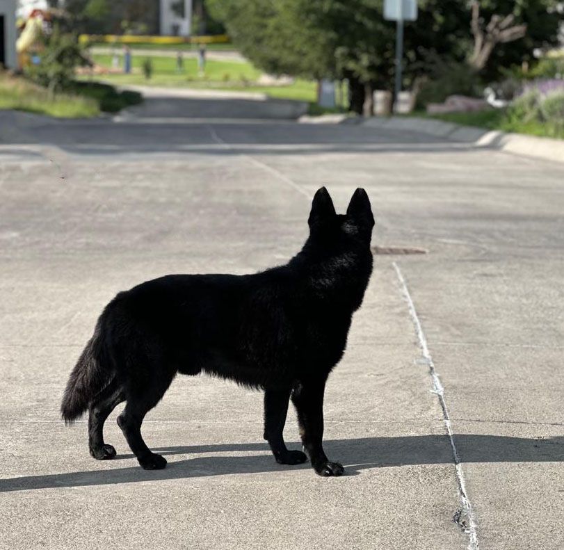 cachorro pastor aleman negro