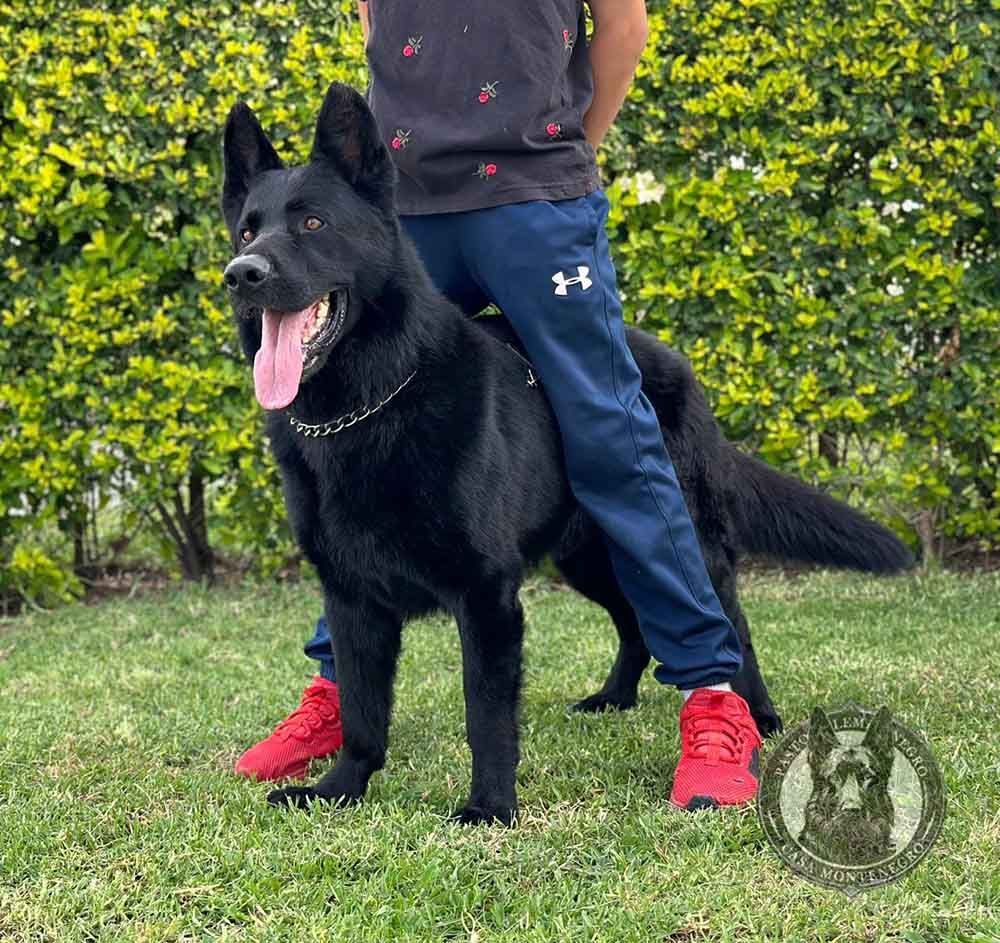 cachorro pastor aleman negro
