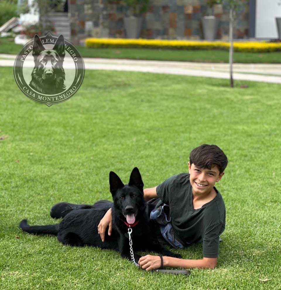 cachorro pastor aleman negro