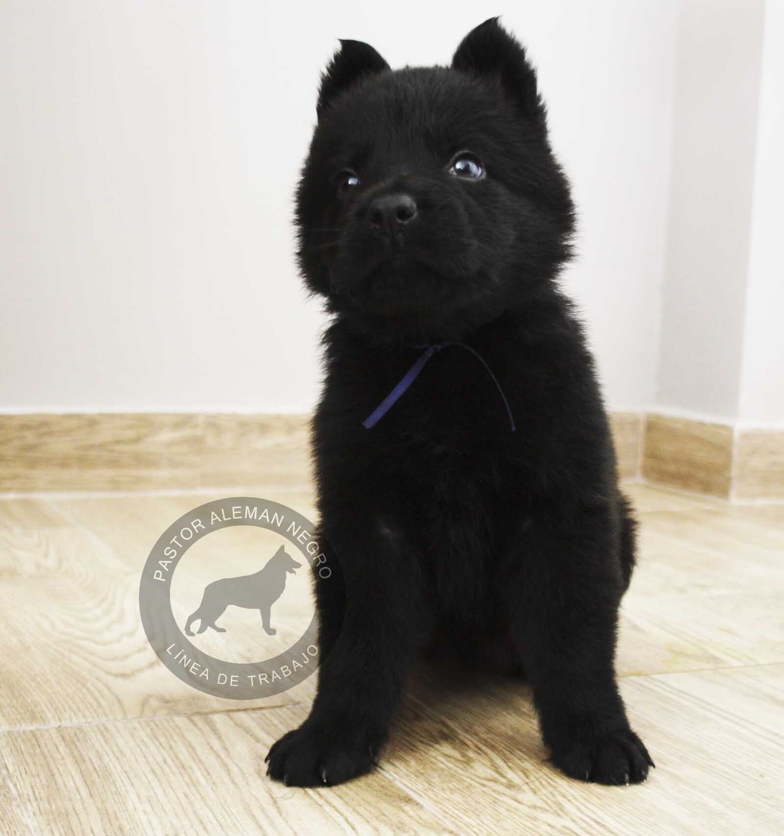 cachorro pastor aleman en venta