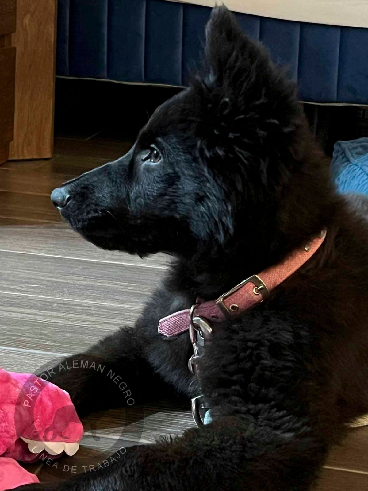cachorra pastor aleman negra solida