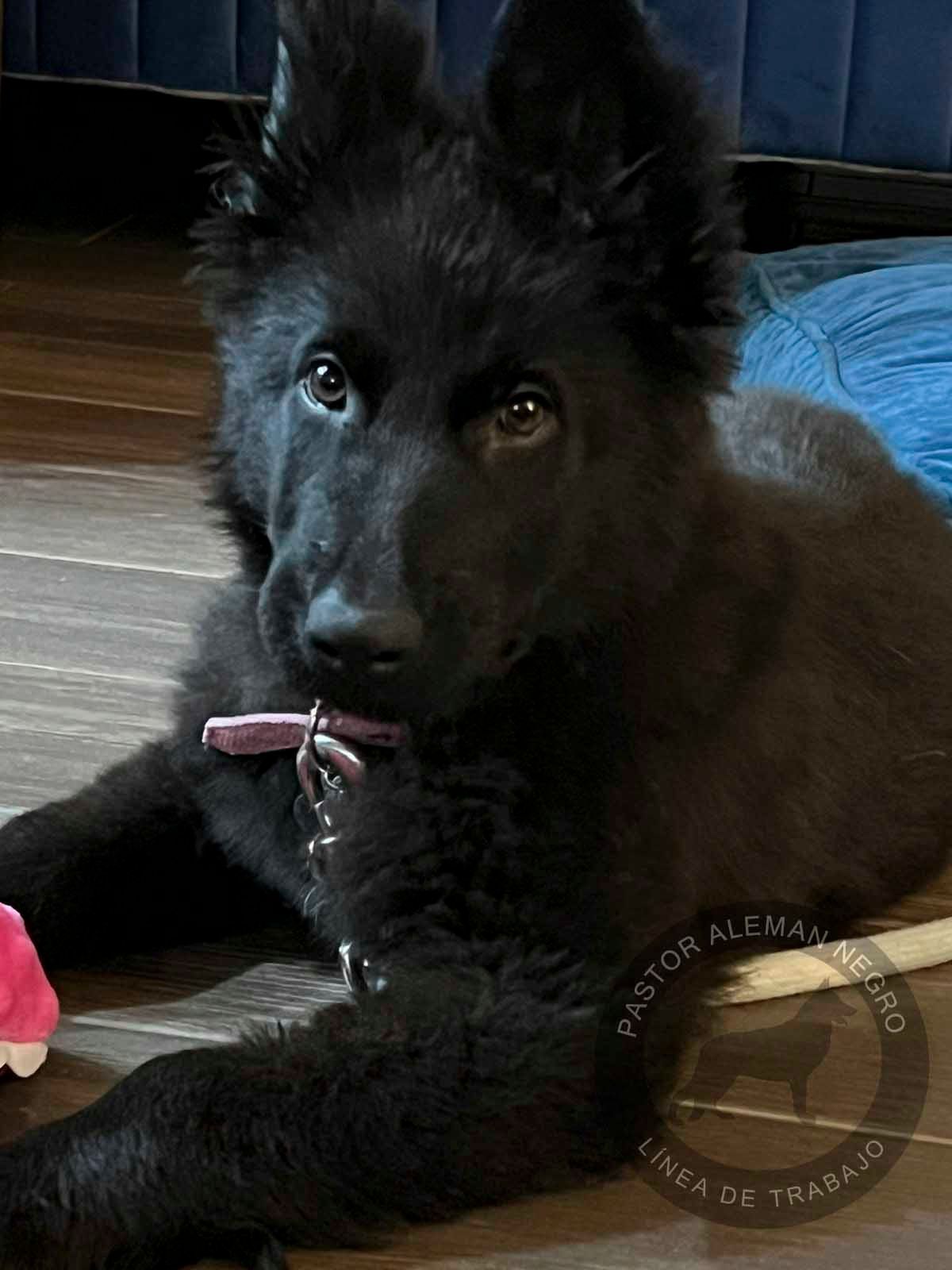 cachorra pastor aleman negra solida