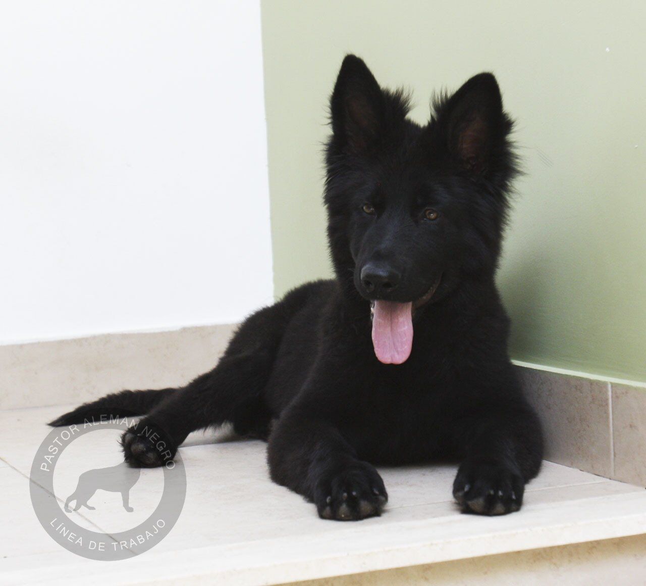 cachorra pastor aleman negra solida