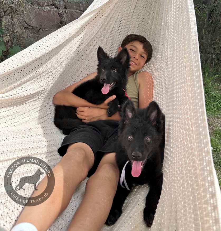 cachorros pastor aleman negro en venta
