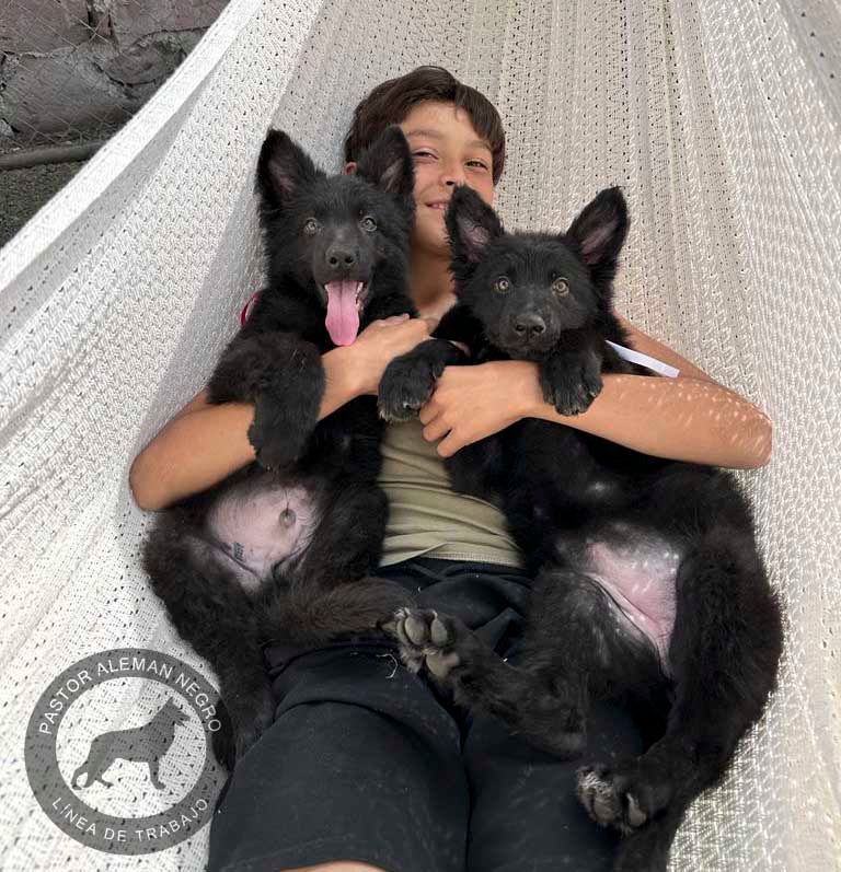 cachorros pastor aleman negro en venta