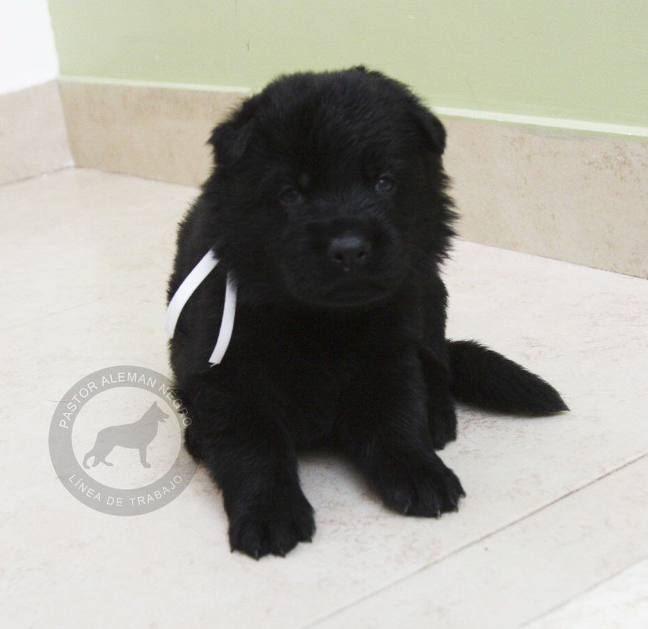 cachorro pastor aleman negro