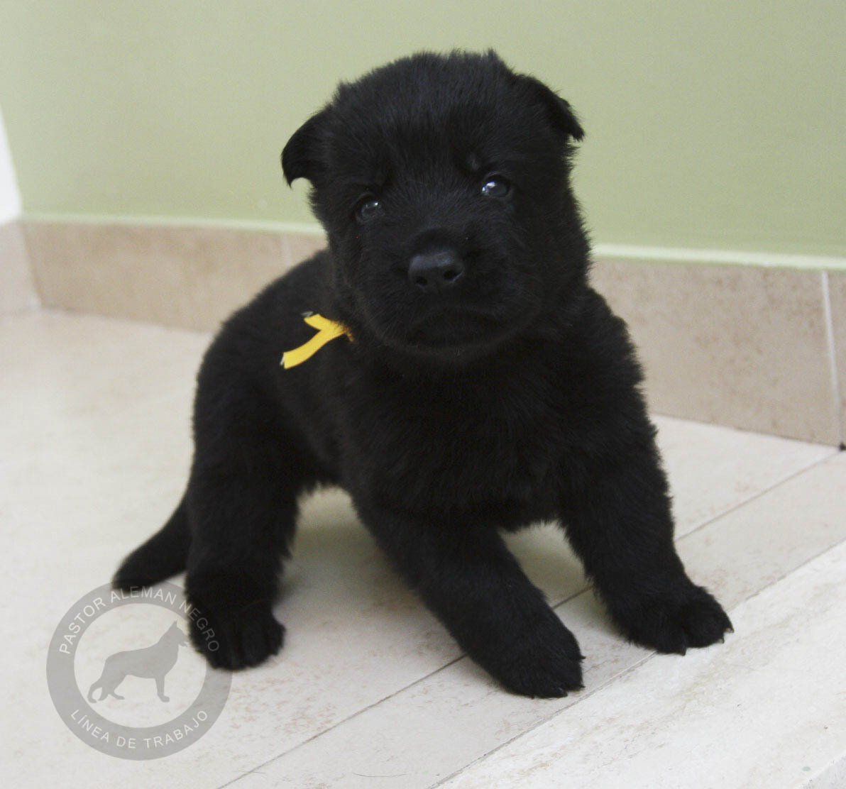 cachorro pastor aleman negro