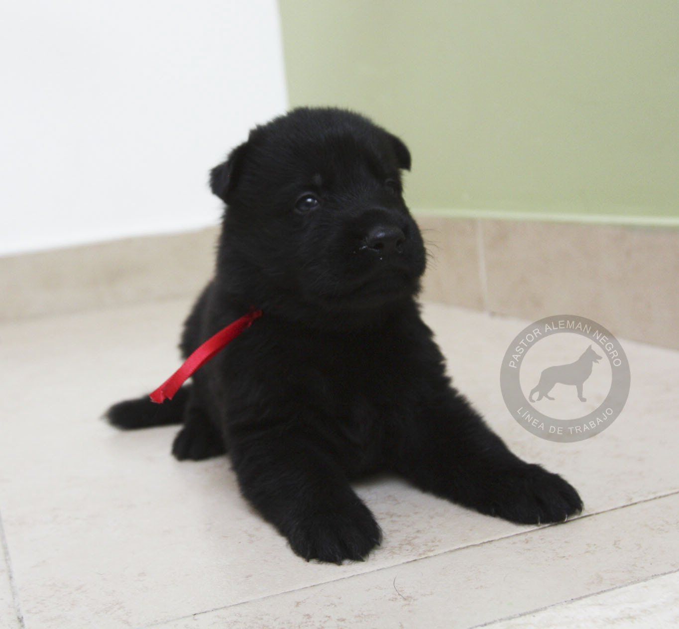 cachorro pastor aleman negro