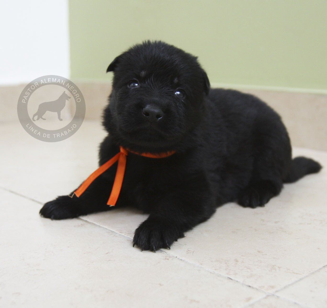 cachorro pastor aleman negro