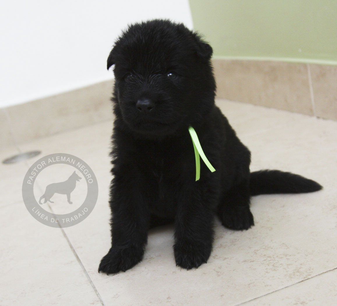 cachorro pastor aleman negro