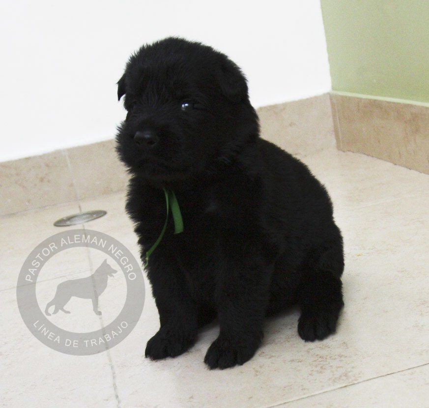 cachorro pastor aleman negro