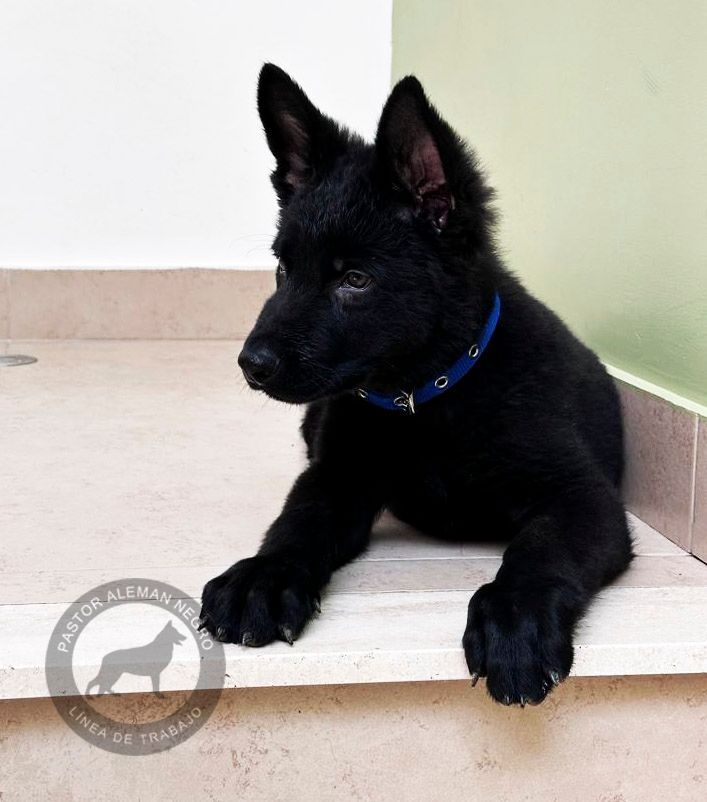 cachorro pastor aleman negro solido