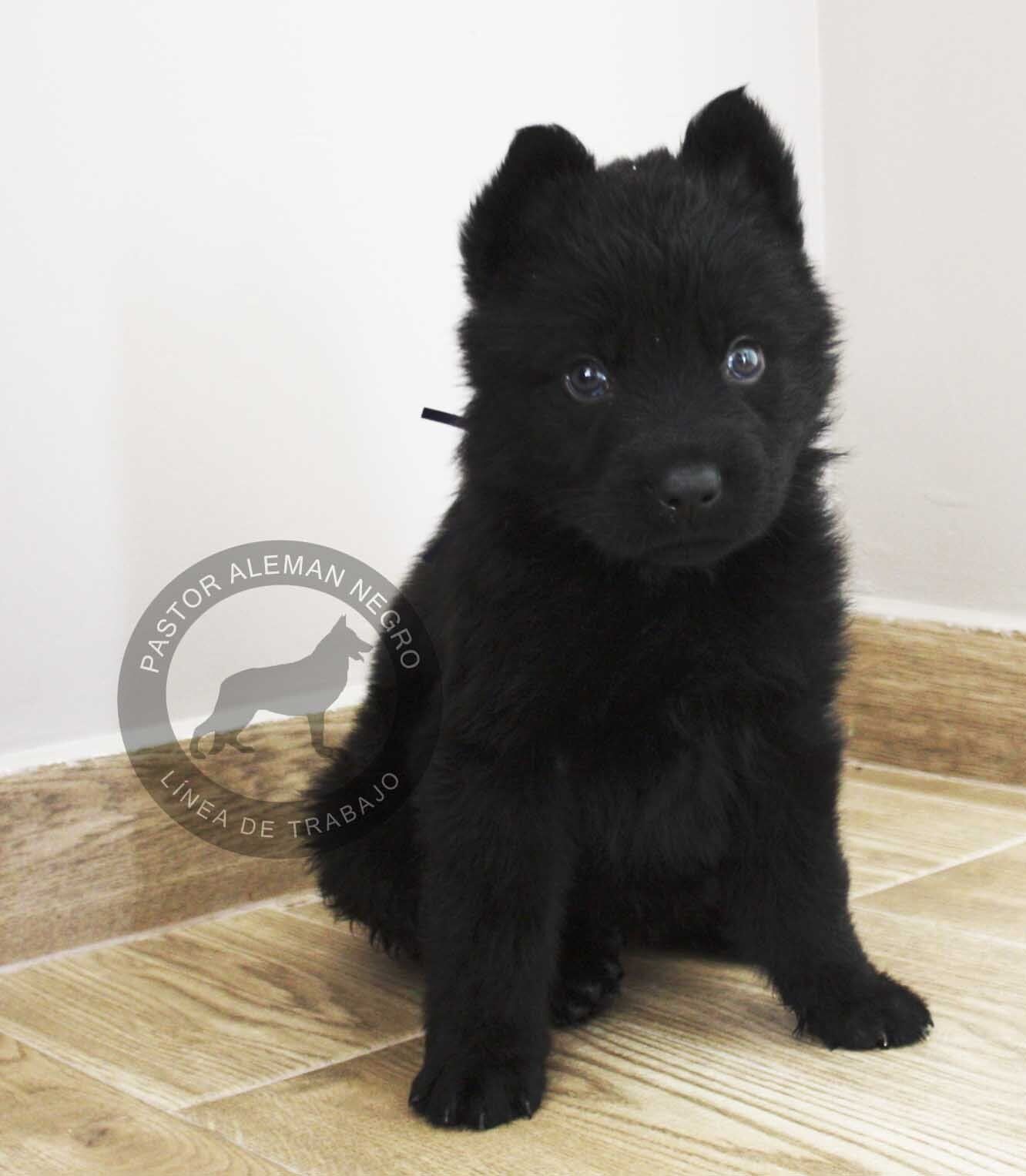 cachorros pastor aleman en venta