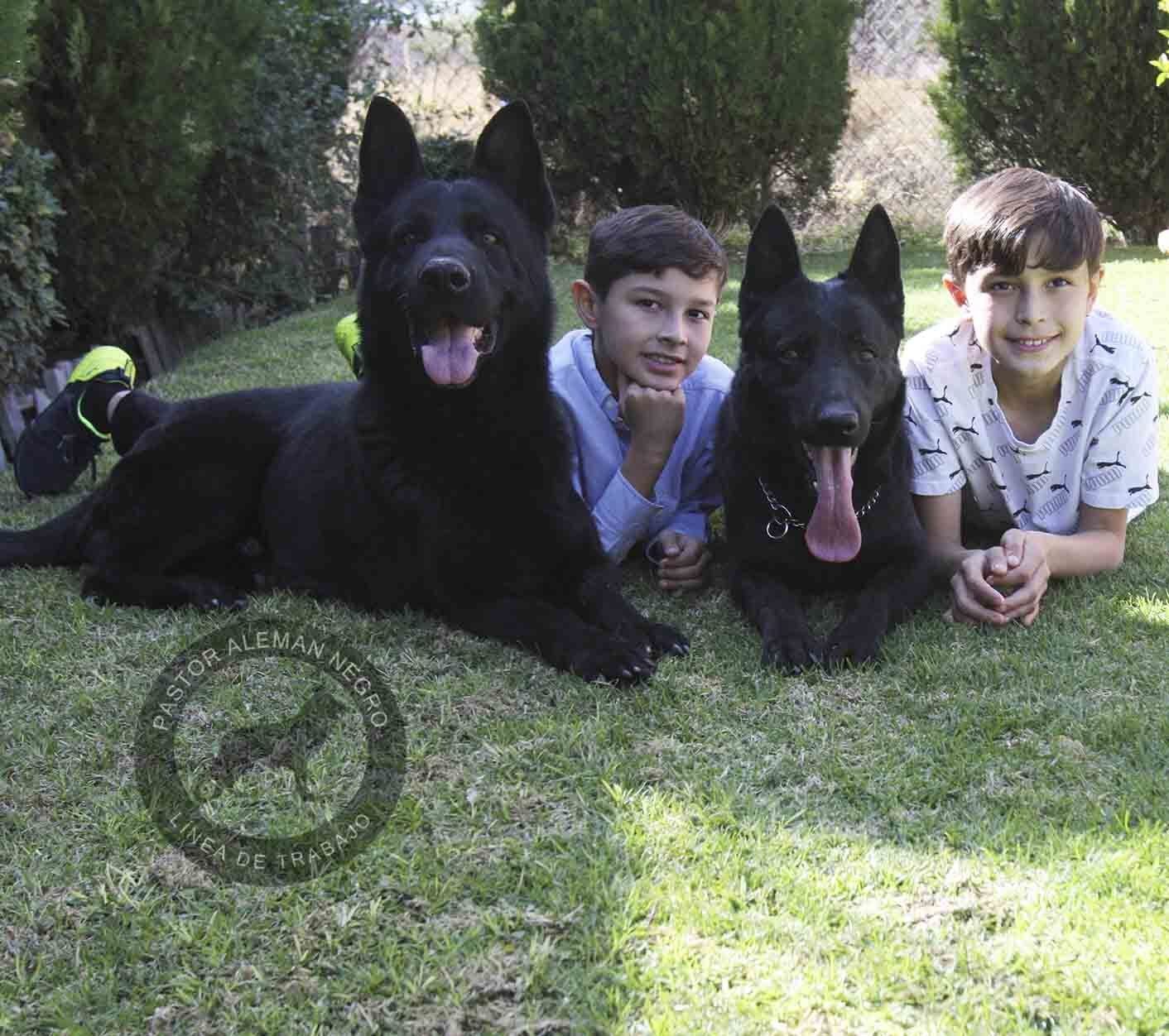pastor aleman en venta