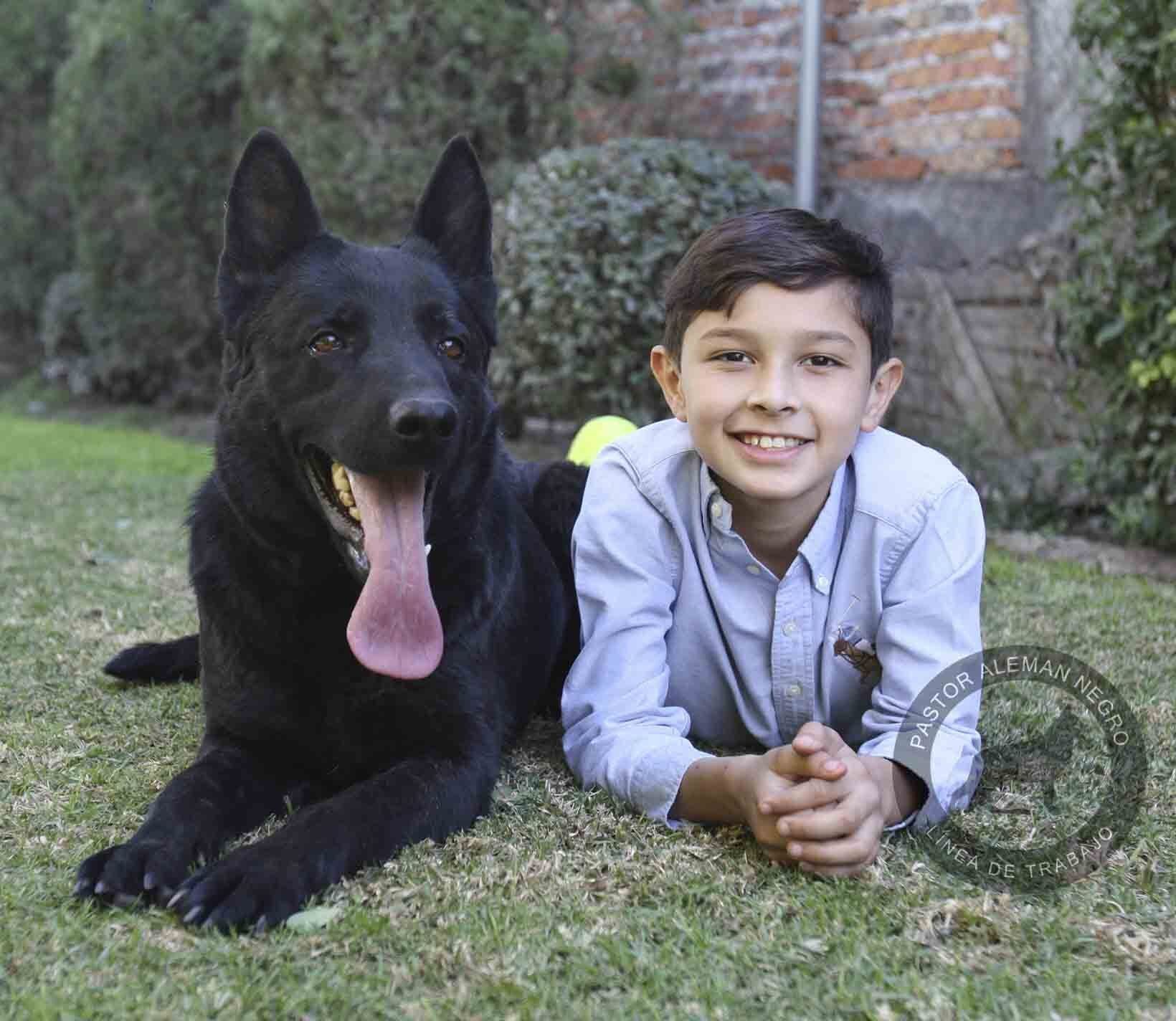 pastor aleman en venta