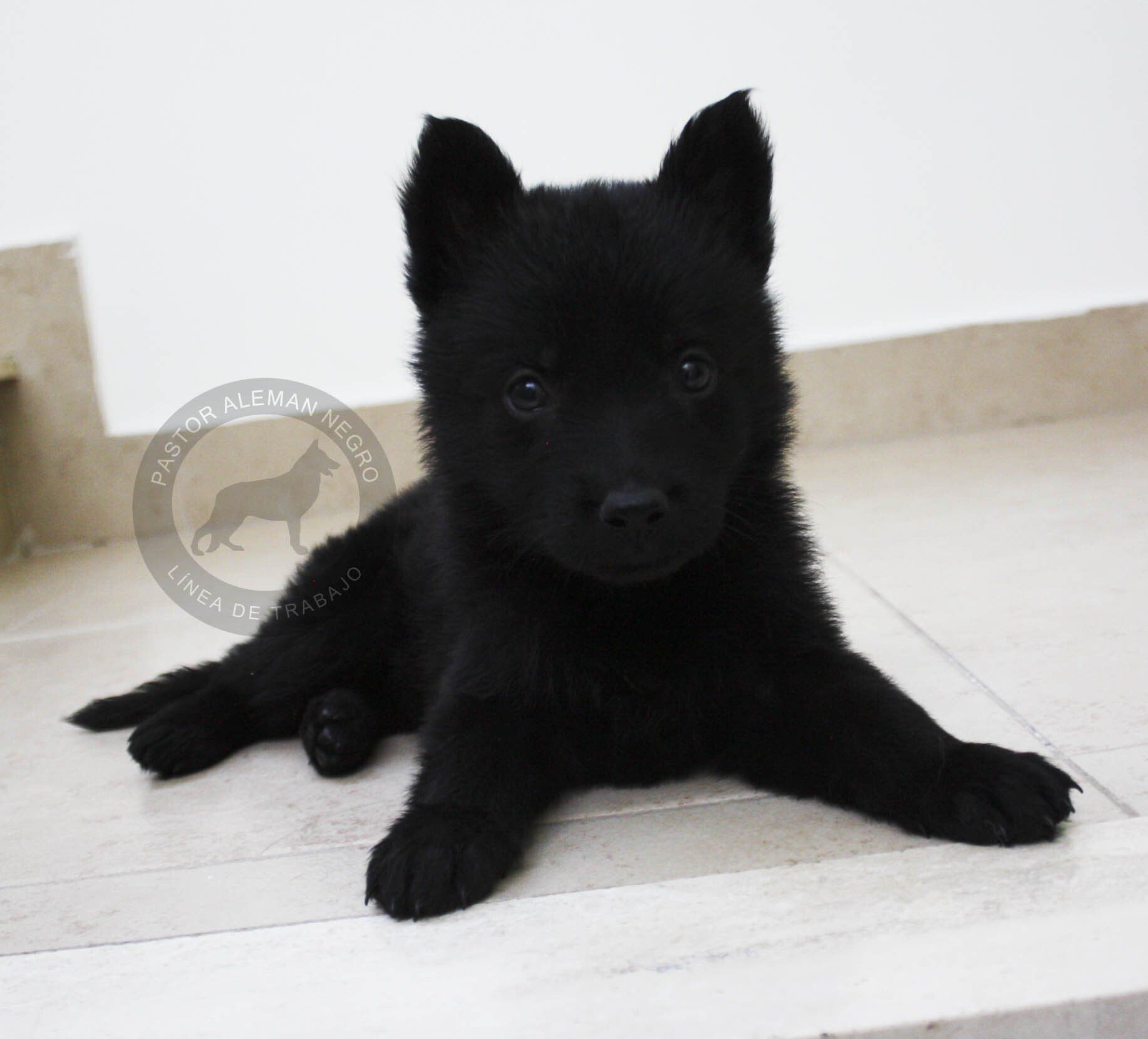 cachorros pastor aleman negro en venta