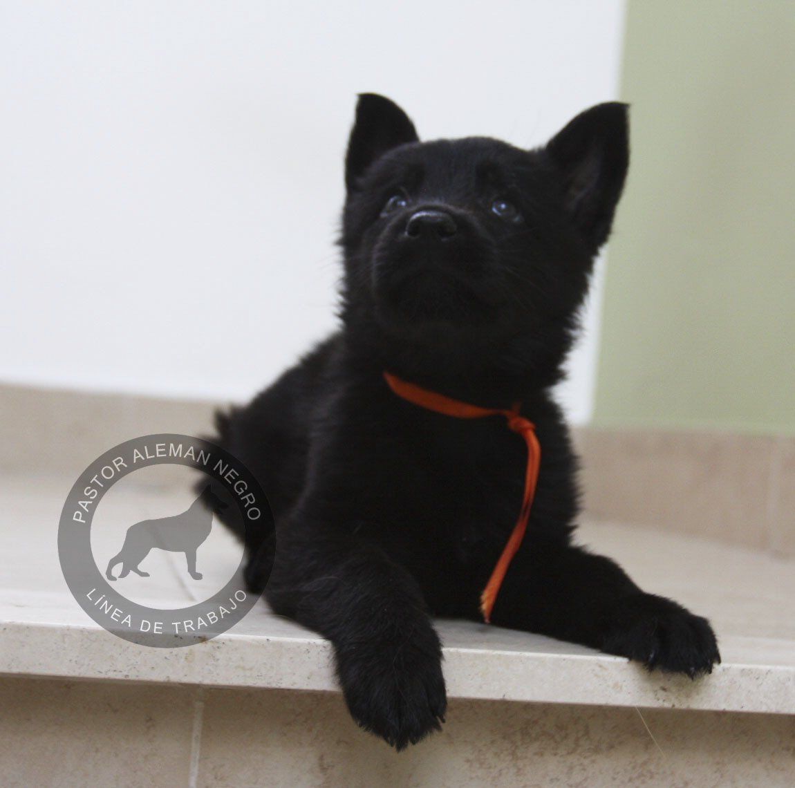 cachorros pastor aleman negros