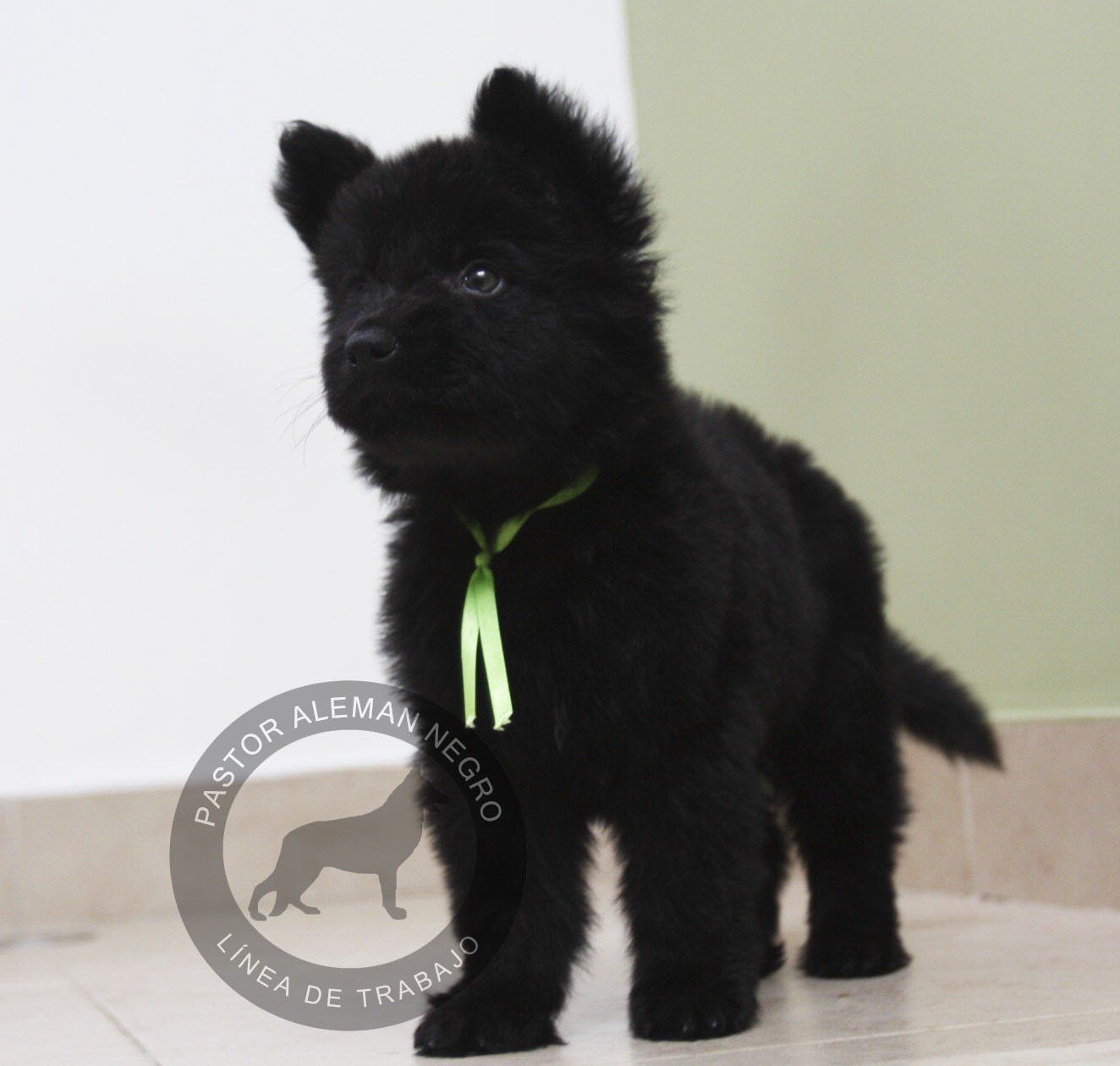 cachorro pastor aleman negro