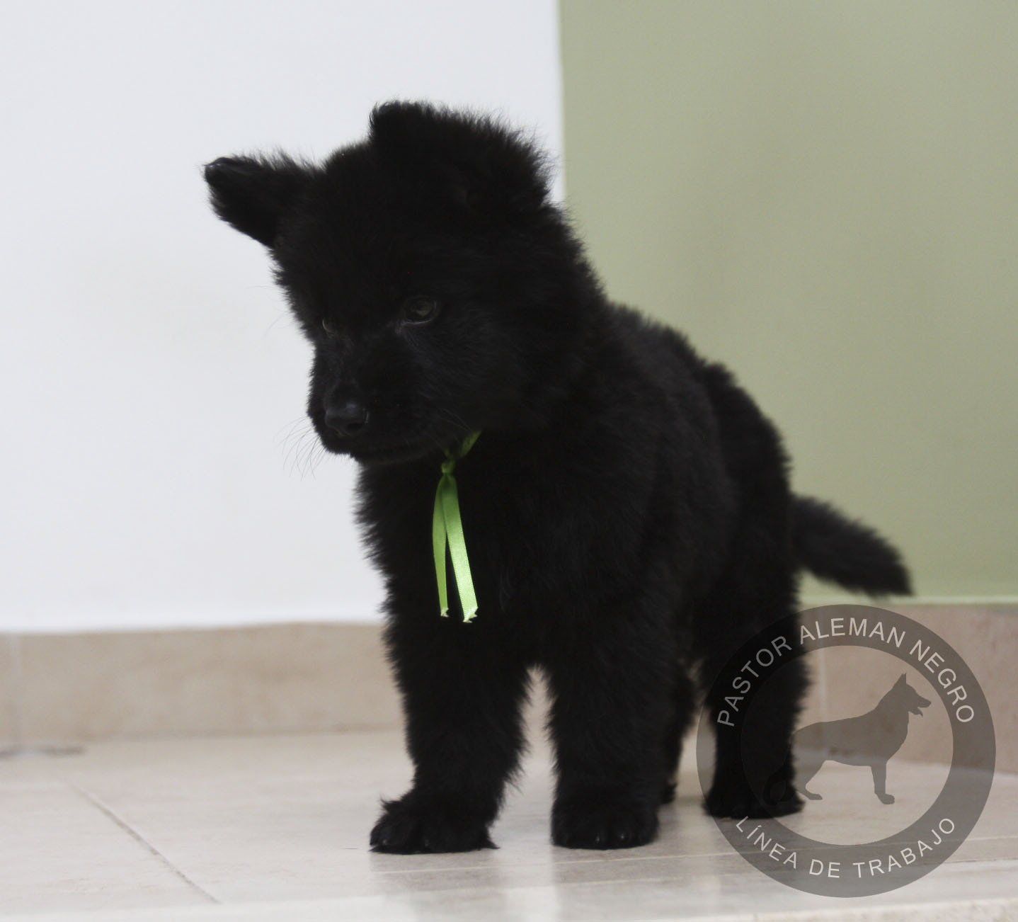 cachorro pastor aleman negro