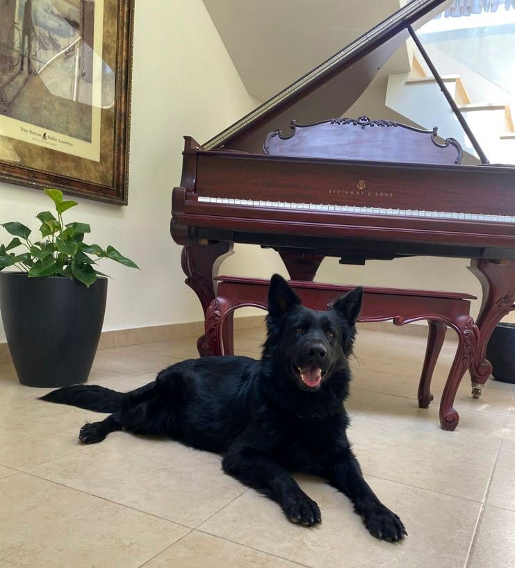 pastor aleman negro en venta
