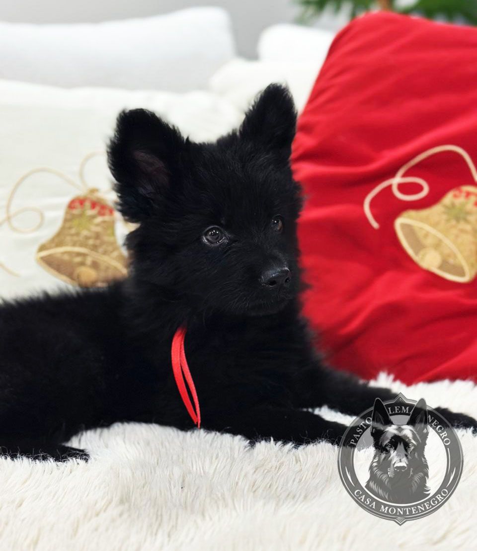 cachorro pastor aleman negro pelo largo