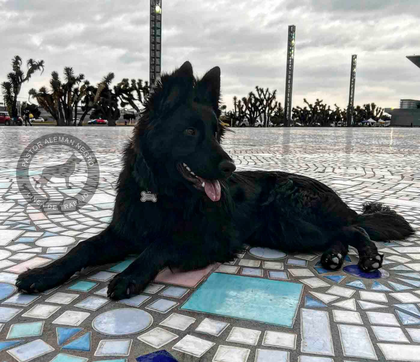 cachorro pastor aleman negro