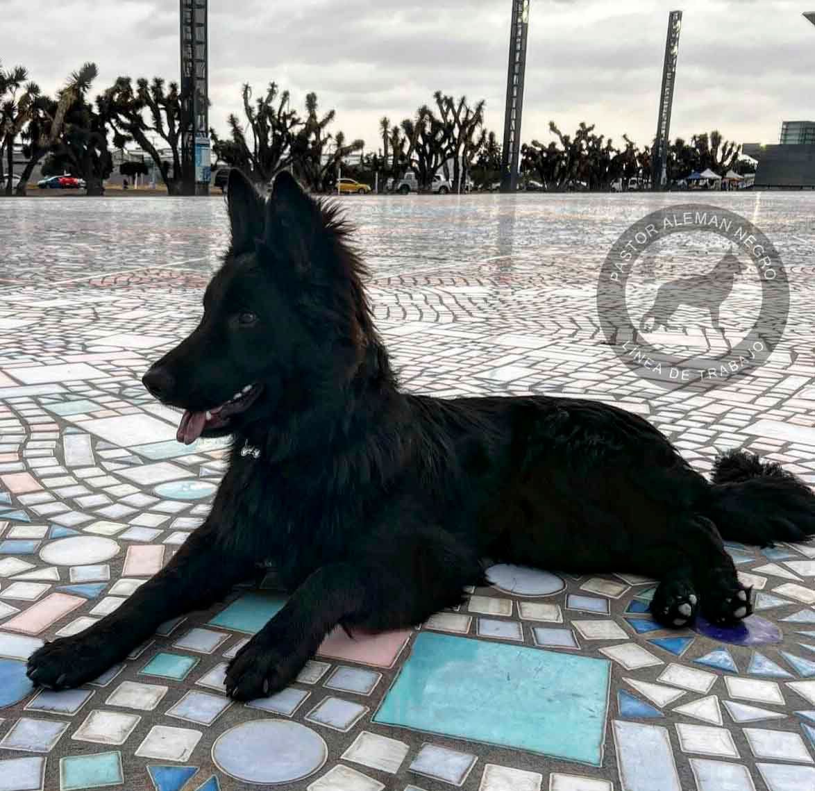 cachorro pastor aleman negro