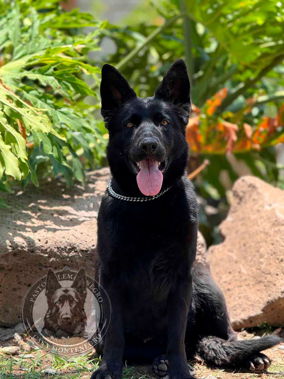 perros pastor aleman negros en venta