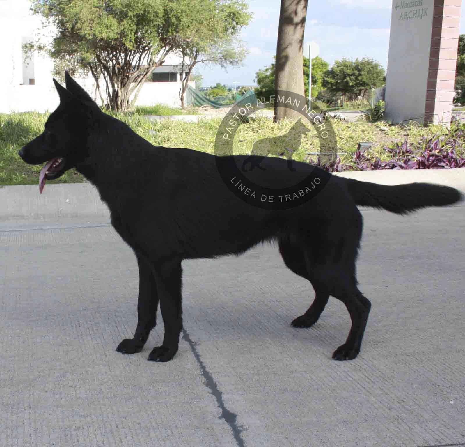 pastor aleman en venta