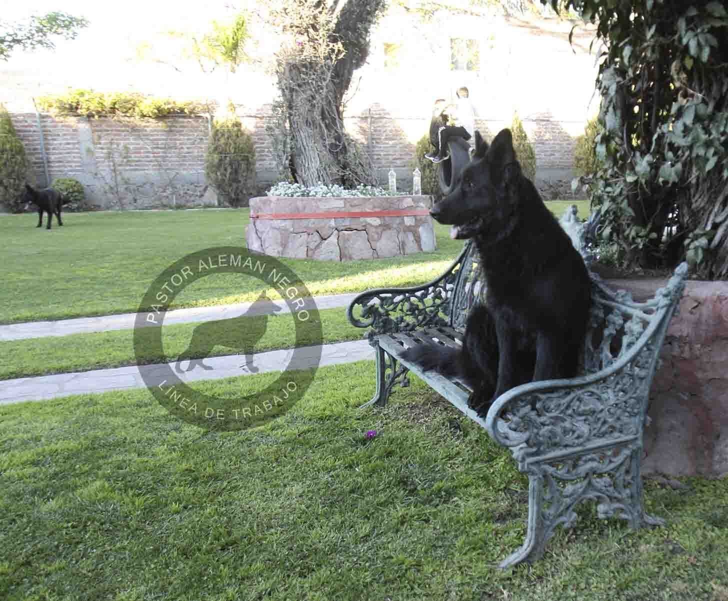 pastor aleman en venta