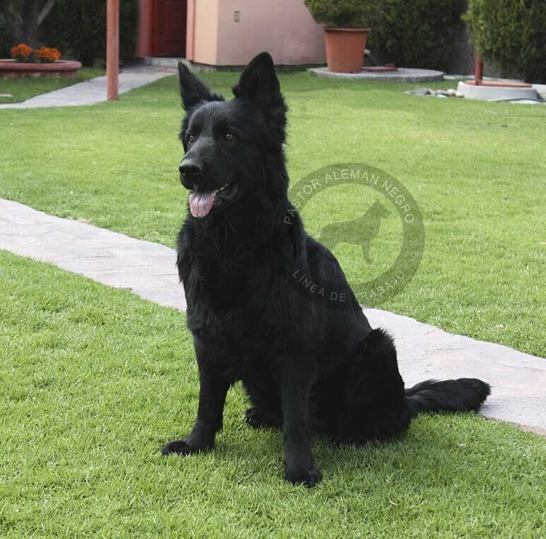 pastor aleman en venta