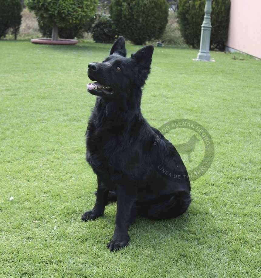 pastor aleman en venta