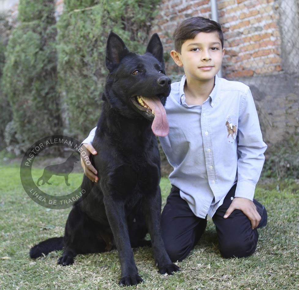 pastor aleman en venta