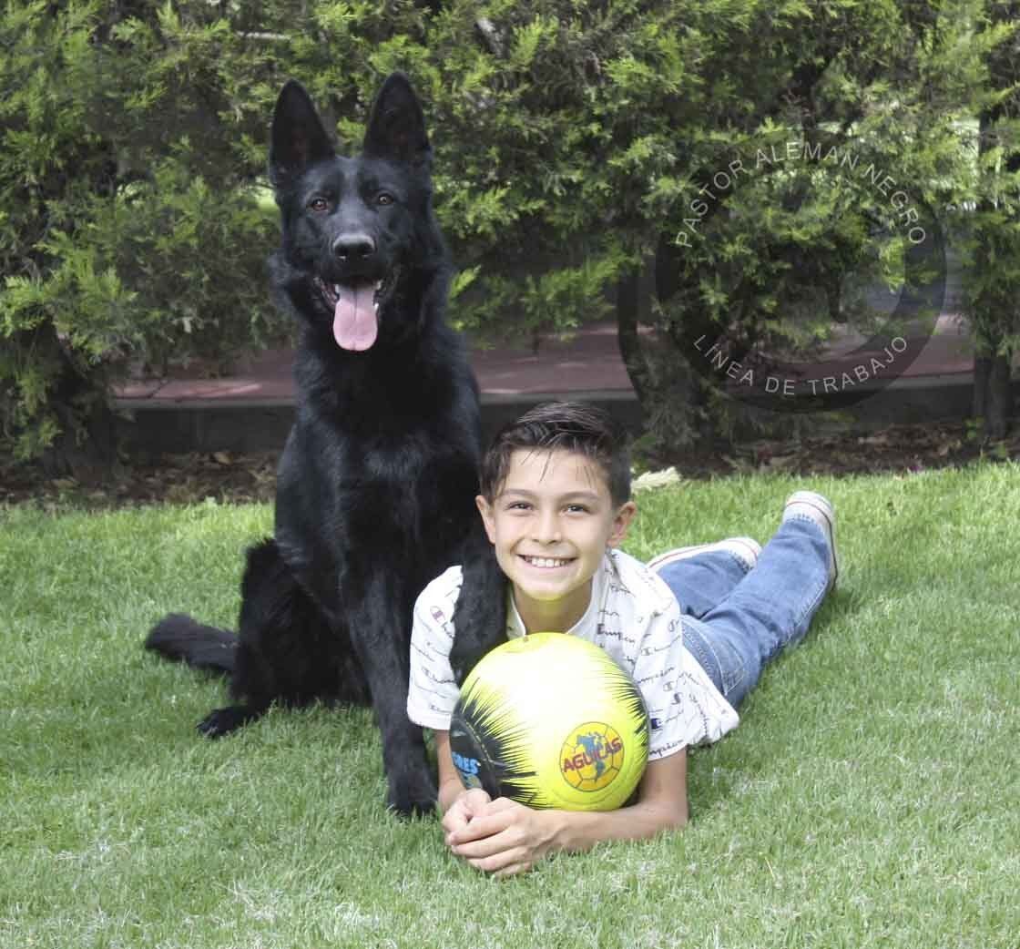 pastor aleman en venta