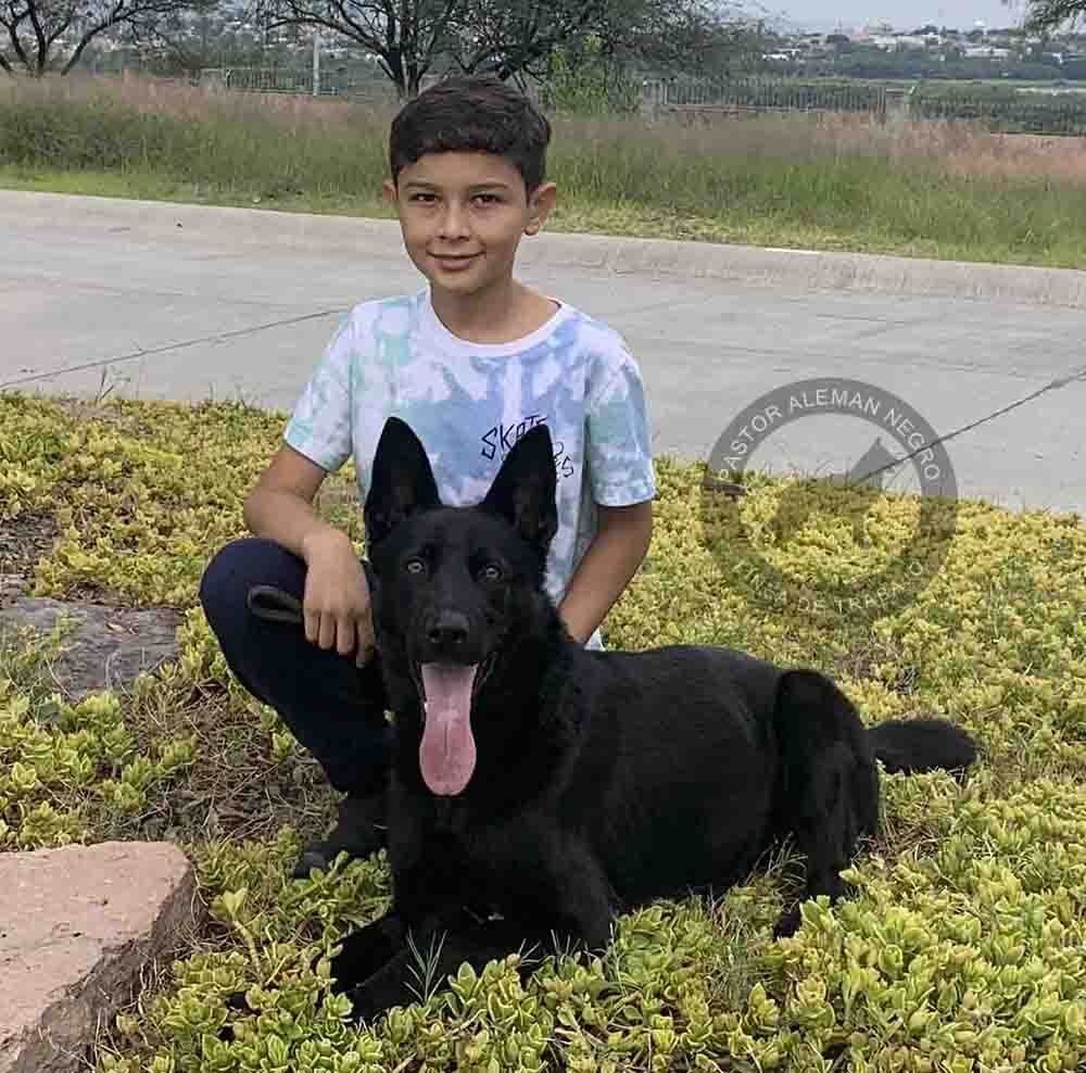 pastor aleman en venta