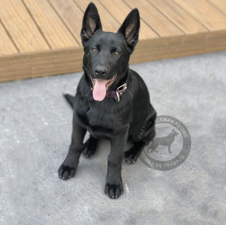 cachorros pastor aleman en venta