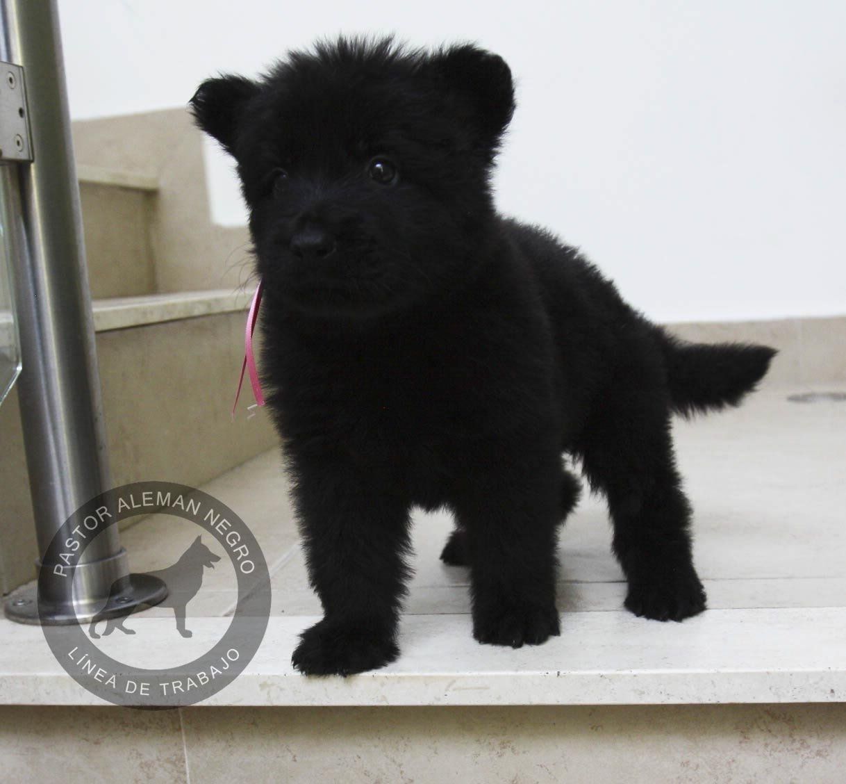 cachorro pastor aleman negro