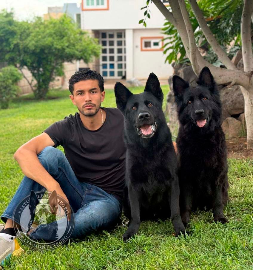 cachorro pastor aleman negro