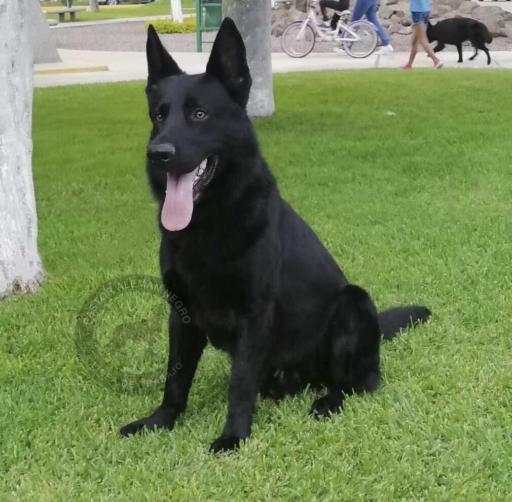 perros pastor aleman negros en venta