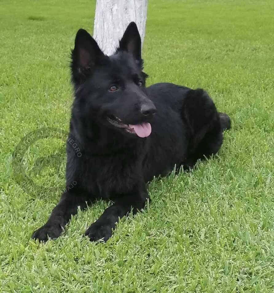 perros pastor aleman negros en venta
