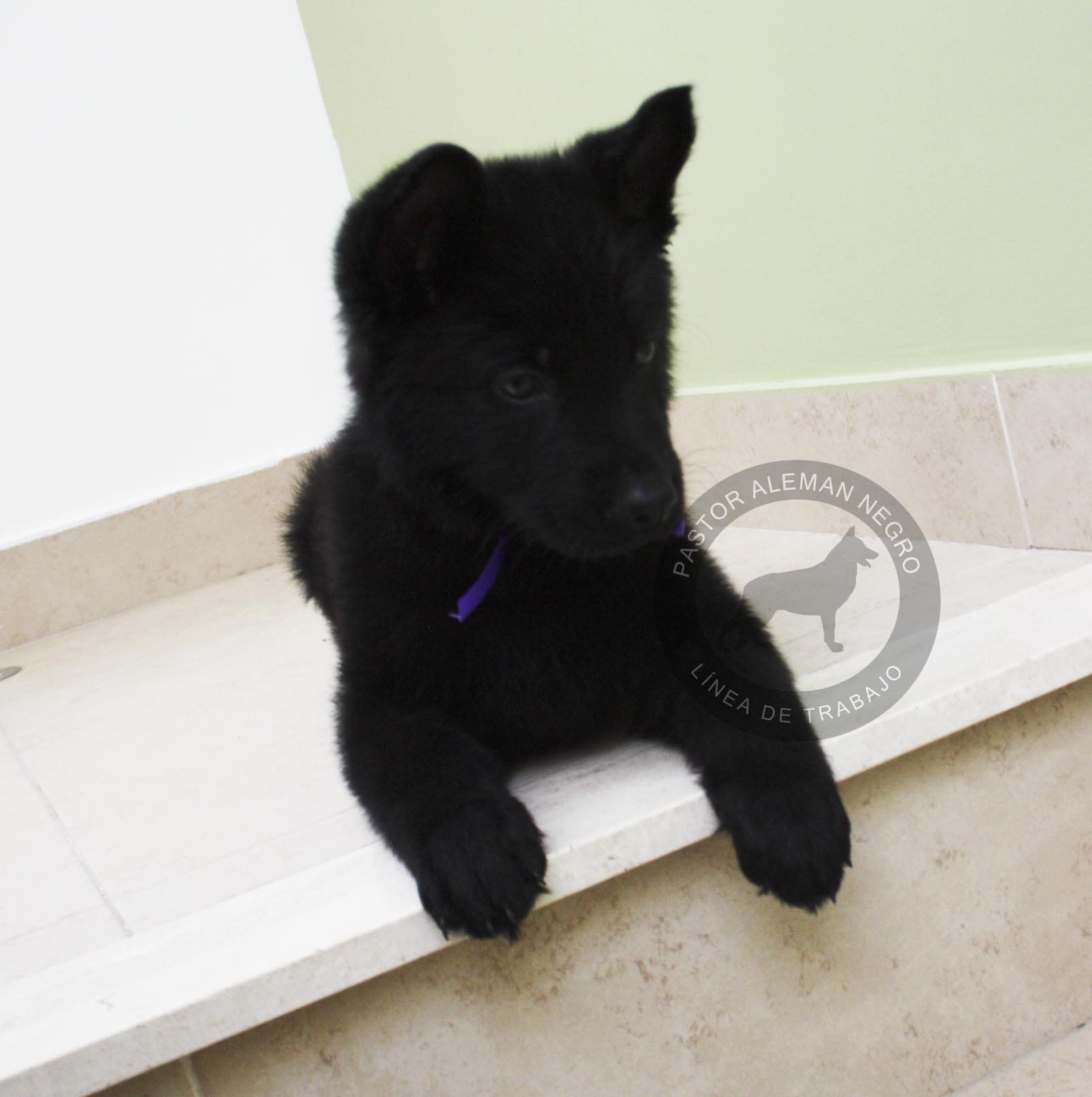 cachorros pastor aleman en venta