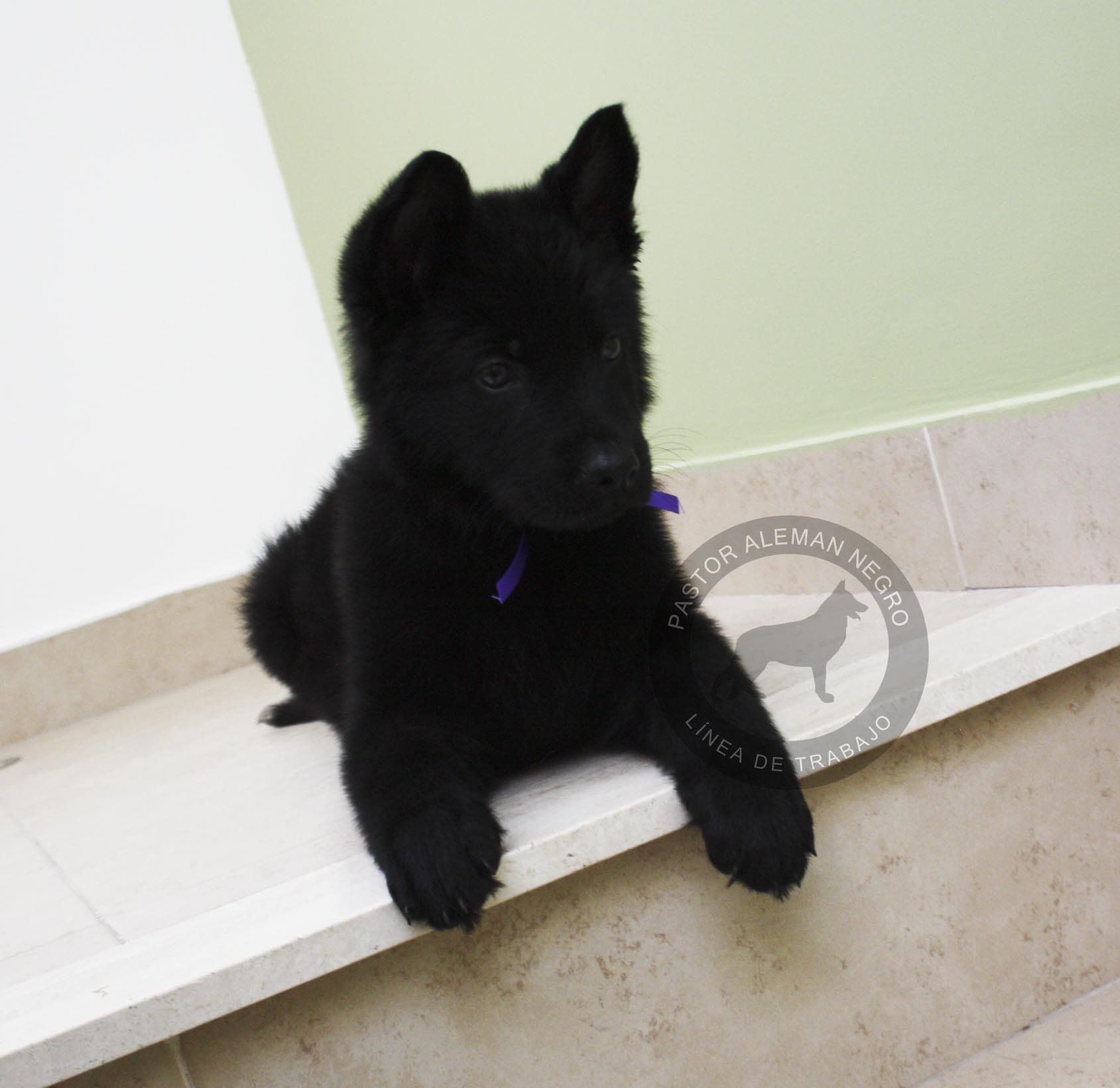cachorros pastor aleman en venta