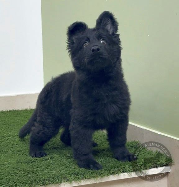 cachorro pastor alemannegro pelo largo