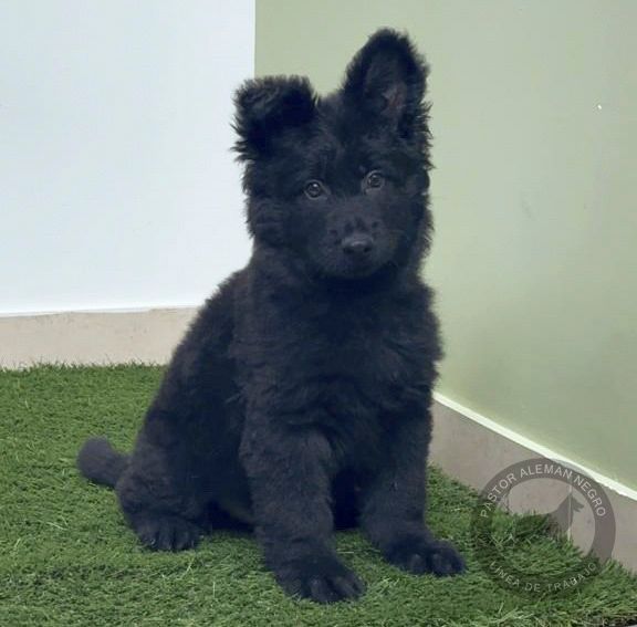 cachorro pastor aleman negro pelo largo