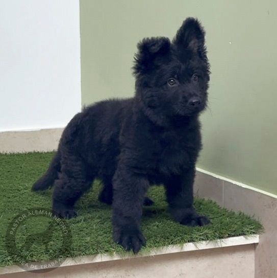 cachorro pastor aleman negro pelo largo
