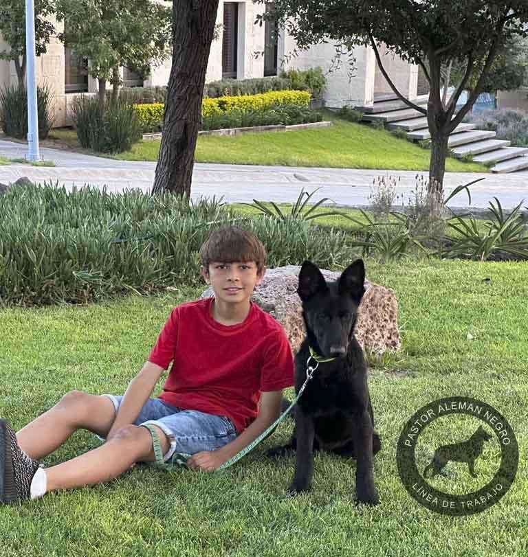 cachorro pastor aleman negro solido